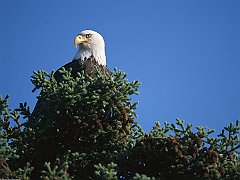 View From the Top, Bald Eagle, Alaska